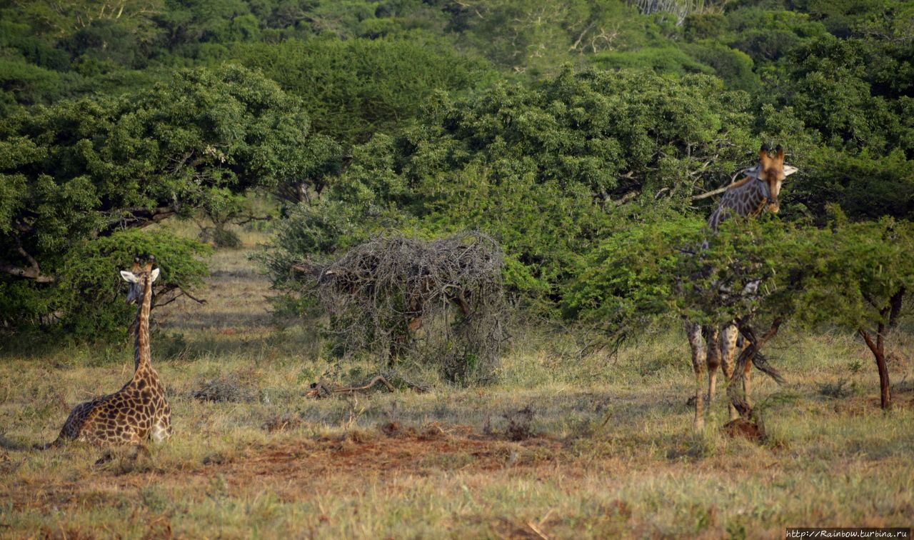 Страусы и бегемоты Шлушлуве-Умфолози Национальный Парк, ЮАР