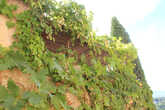 Многие дома окутаны виноградником