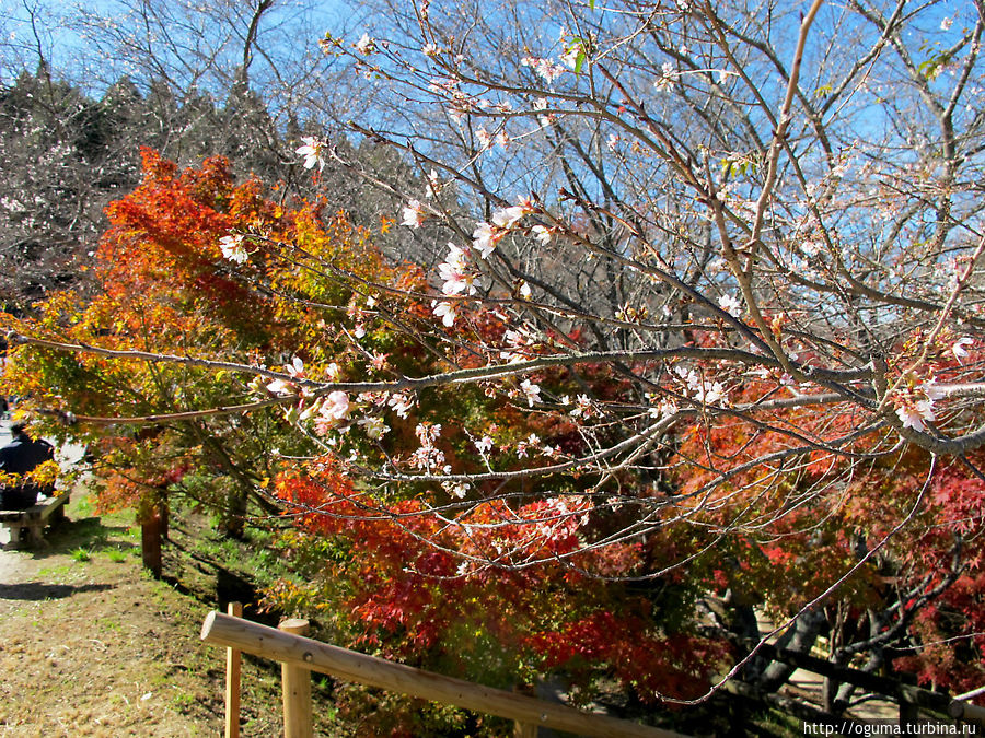 Начало цветения осенней сакуры Япония