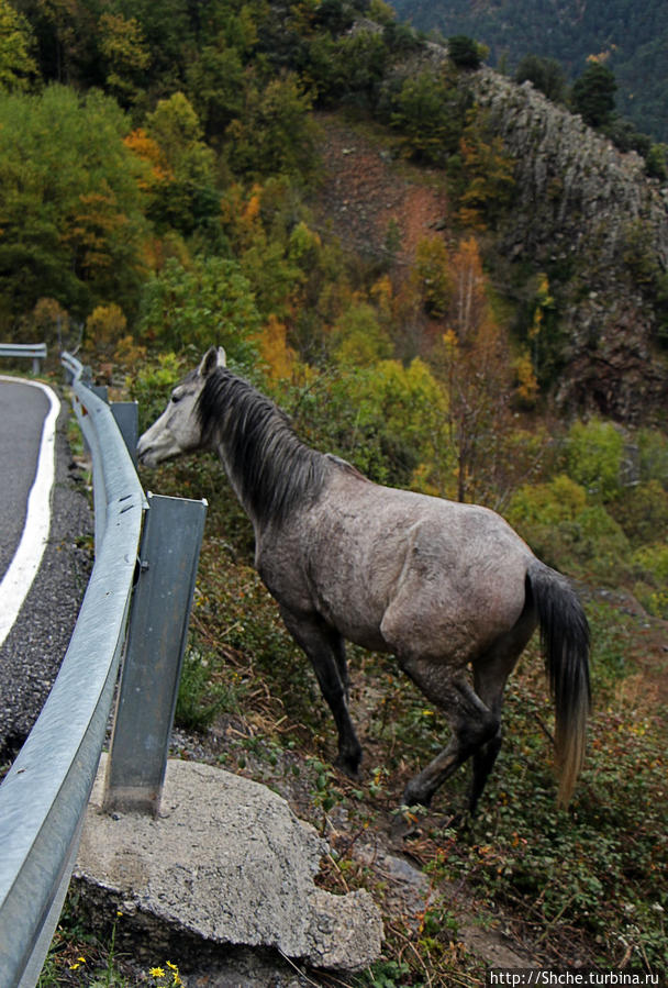 Конь высокогорный... переход Суворова через Пиренеи возможен Биксессарри, Андорра