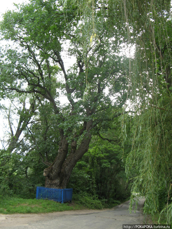 А вот и 300-летний дуб. Змиёв, Украина