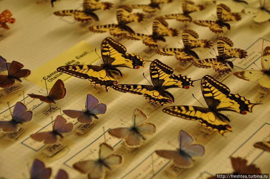 Фрагменты коллекции бабочек, собранных Набоковым в окрестностях Женевского озера. Лозанна, Швейцария