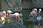 первыми на входе нас встречают розовые фламинго