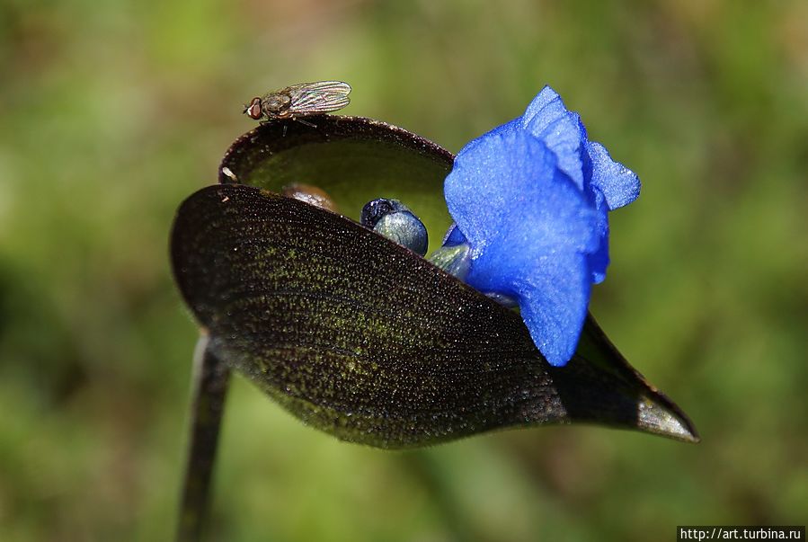 Названия этого цветка я не знаю, но он мне очень понравился. Маленькие бутончики появлялись один за другим из мамы-колыбельки. Озеро Титикака, Перу