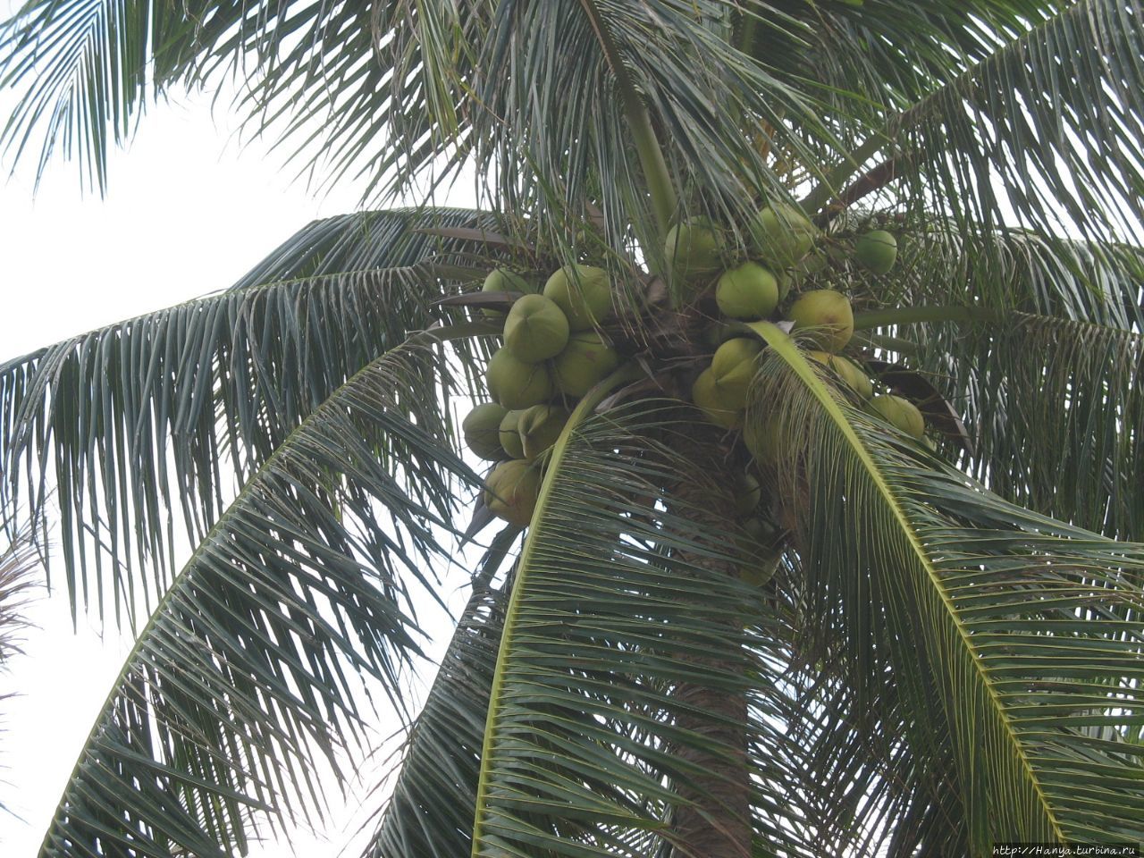 г. Нячанг. Кокосовая пальма Нячанг, Вьетнам