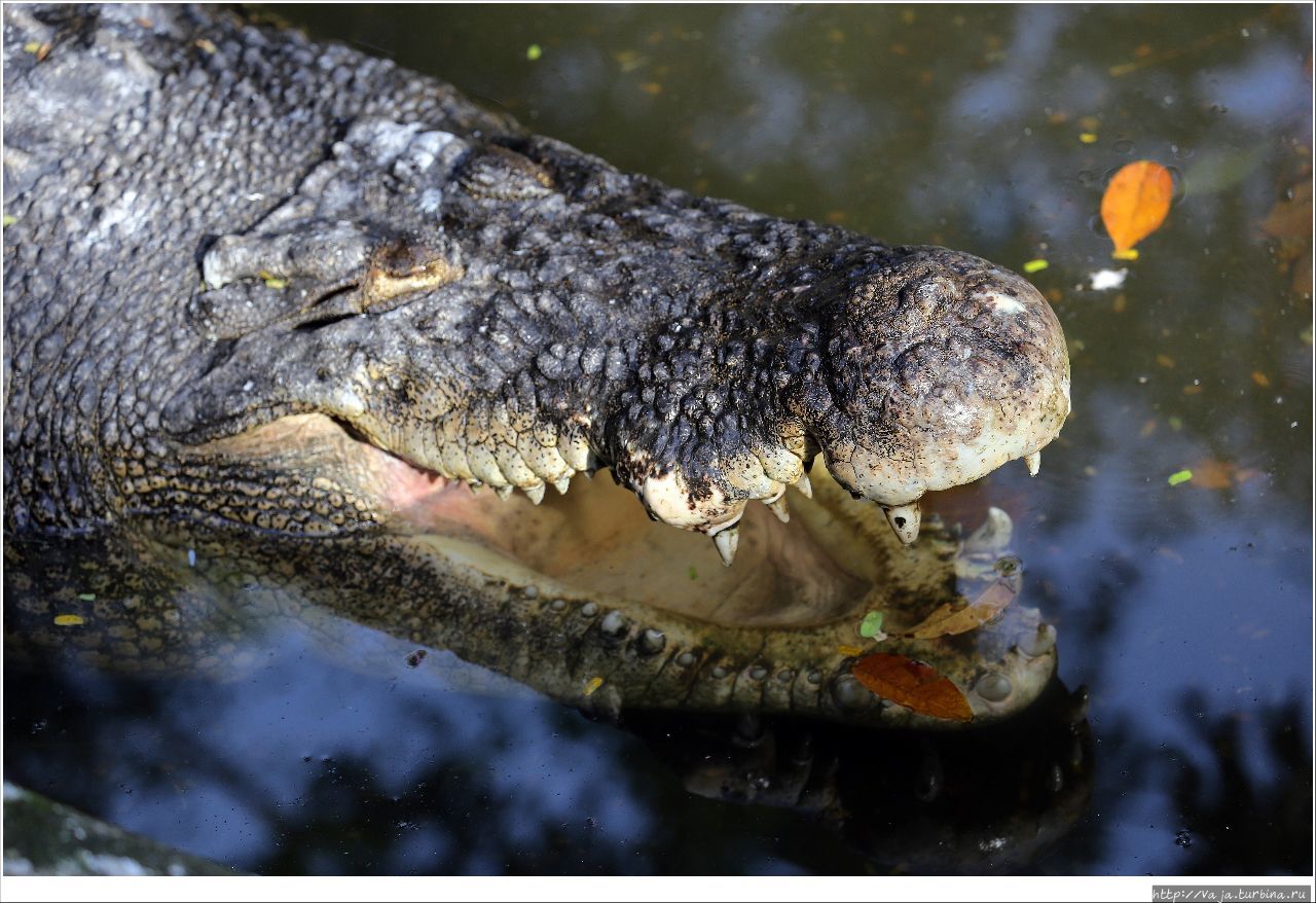 Зоопарк Манилы Манила, Филиппины Зоопарк Манилы Манила, Филиппины