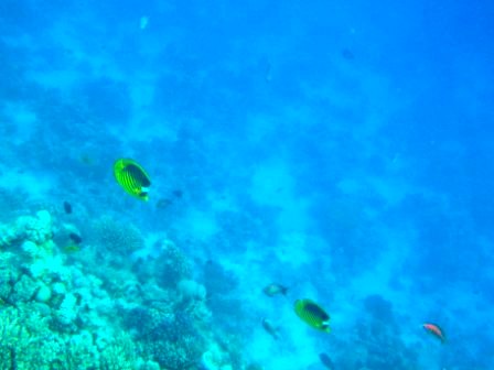 Коралловый риф — первая подводная съемка Хургада, Египет