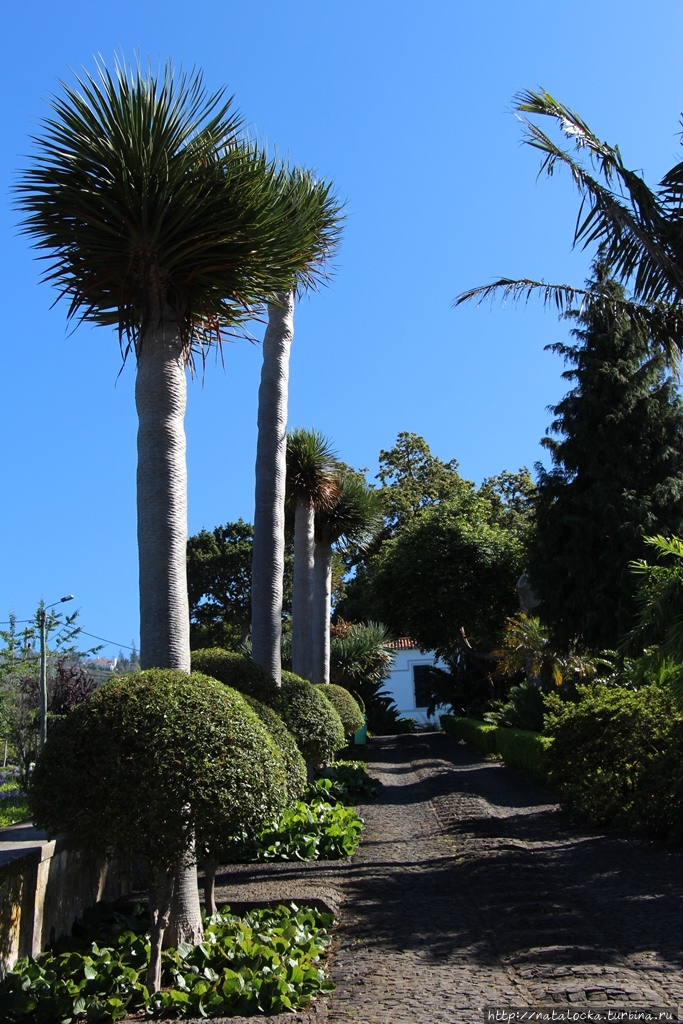 Тропический сад  дворца Монте. Фуншал, Португалия