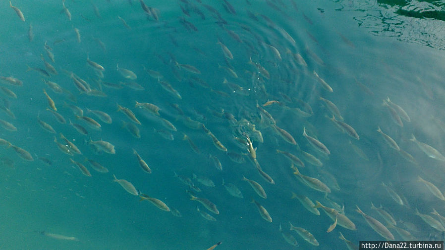 Просто рыбки))) Просто рыбки)))