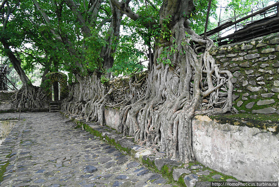 Стена вокруг бассейна Фасилидаса Стена вокруг бассейна Фасилидаса