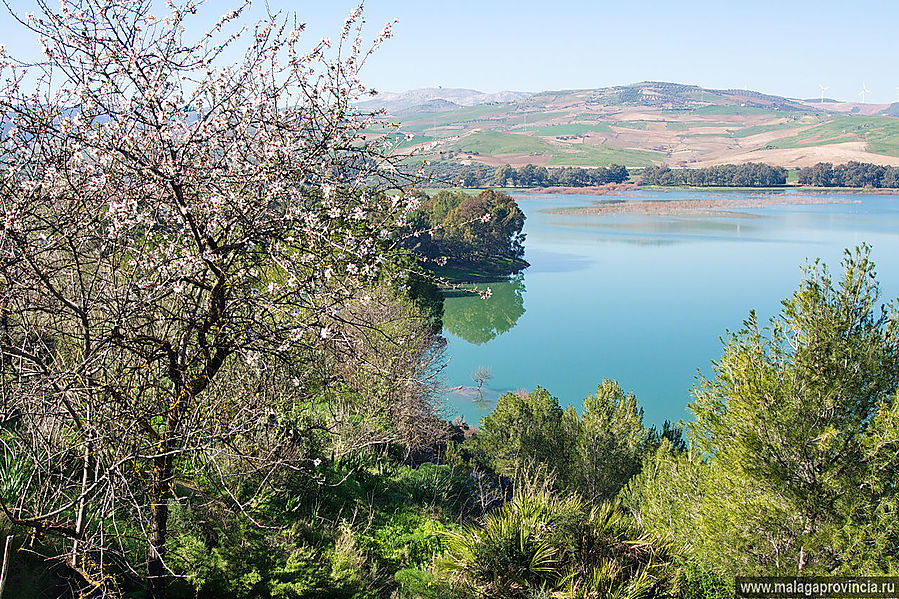 Миндаль цветет один раз в год Малага, Испания
