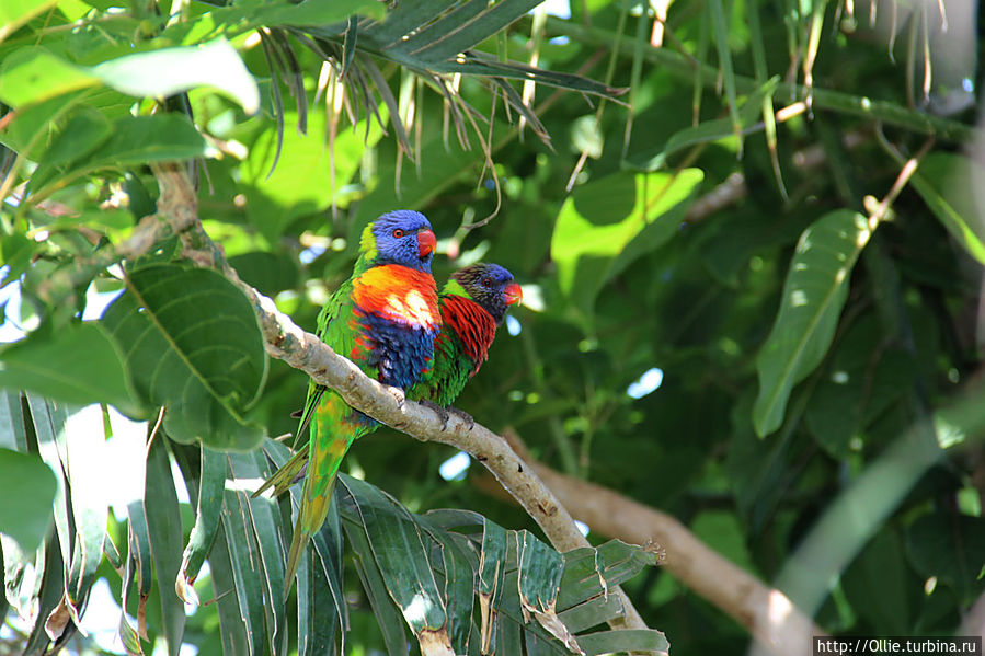 С Днем Рождения Лоро! Канарские острова, Испания С Днем Рождения Лоро! Канарские острова, Испания