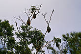 Летающие лисицы (Grey-headed Flying foxes, Pteropus poliocephalus) — самый крупный вид летающих мышей, весом до килограмма, обитающий исключительно в Австралии.
Хоть они и должны отдыхать днем, шум от этого роя разносится на весь парк — видать, не спится.
