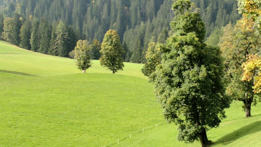 Смотрел бы на эти деревья очень долго, но холодно блин!! Рамзау-ам-Дахштайн, Австрия