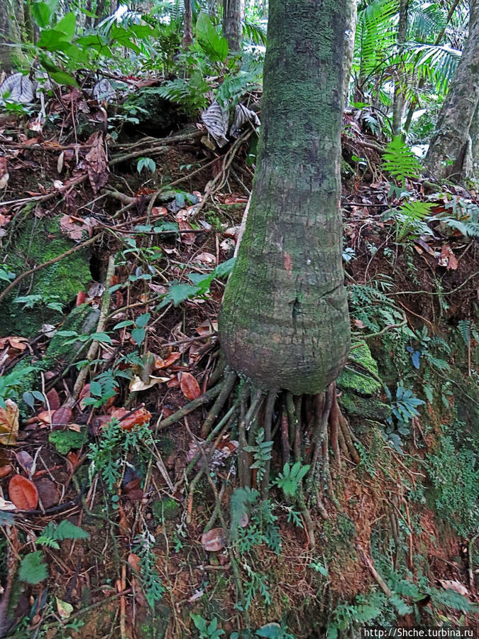 Тропа Больших деревьев (Big Tree Trail) Эль Юнке Национальный Лес, Пуэрто-Рико