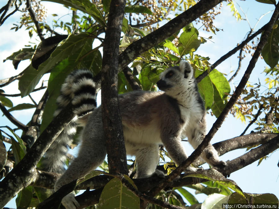 Мадагаскар спасут лемуры Ранумафана Национальный Парк, Мадагаскар