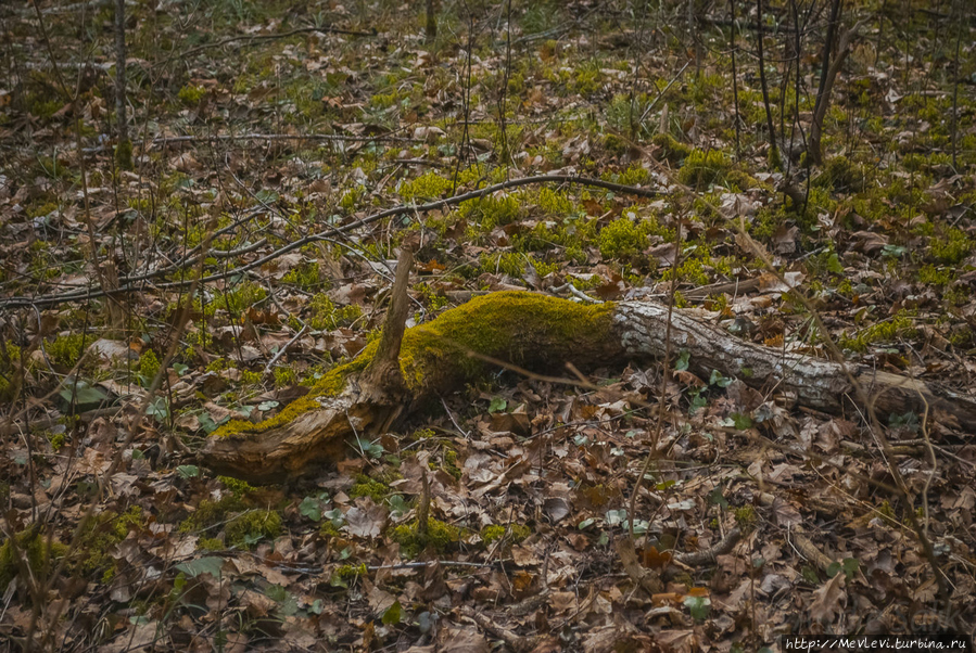 Ужасы нашего городка... Кемери, Латвия Ужасы нашего городка... Кемери, Латвия