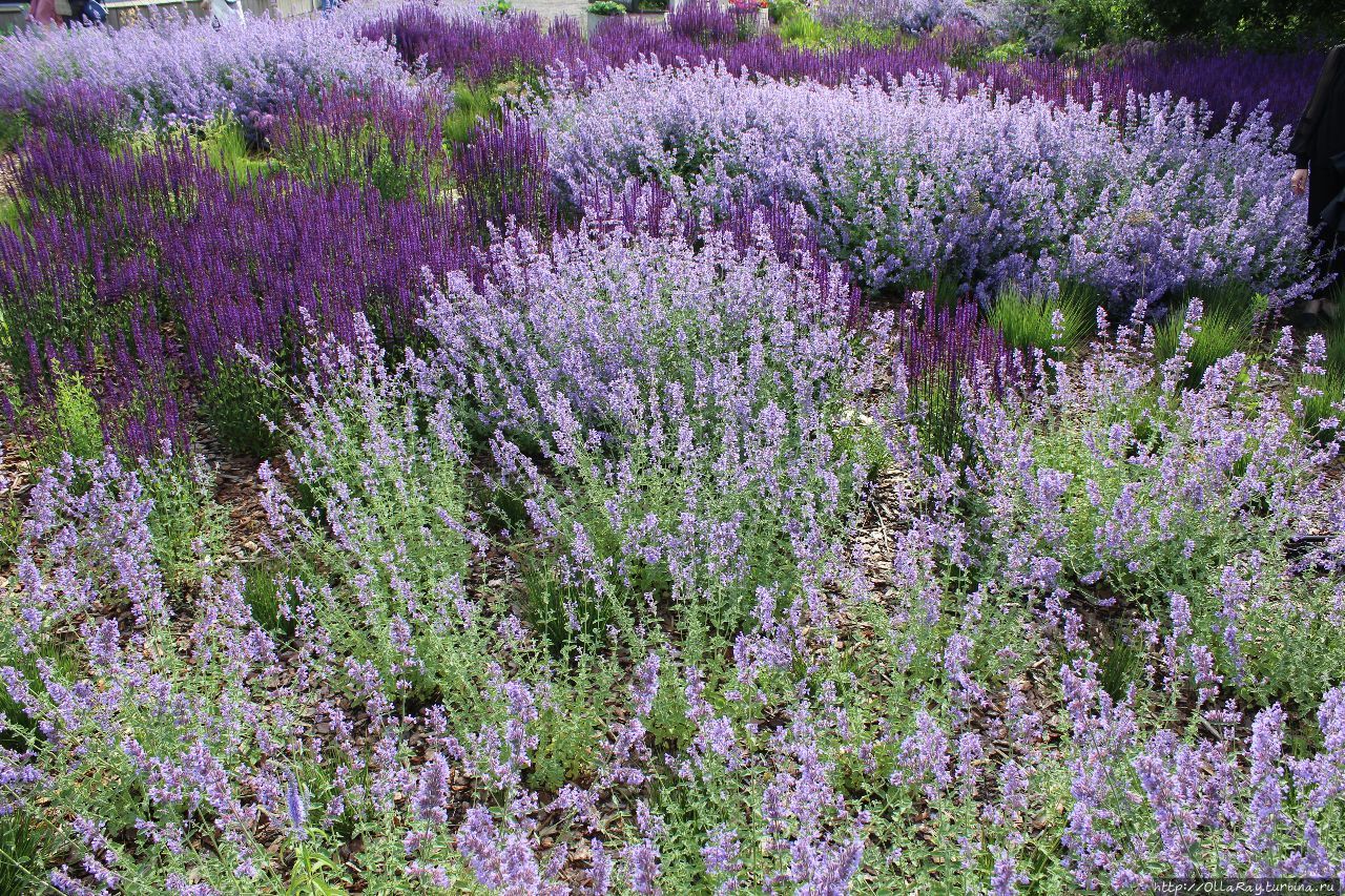 Moscow Flower Show 2017. Фотоотчёт и впечатления. Москва, Россия Moscow Flower Show 2017. Фотоотчёт и впечатления. Москва, Россия