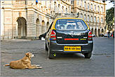 Что касается бродячих собак, — их в индийский городах довольно много. И Мумбаи — не исключение. Причем, собак совсем не смущает, что они возлежат где-нибудь прямо на тротуаре в центре огромного города. Для них это — всего лишь родная подворотня...
Вот — типичный пример...
*