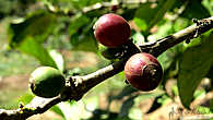 плантация специя в Занзибаре. кофе