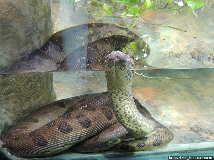 Zoo Roma Рим, Италия Zoo Roma Рим, Италия