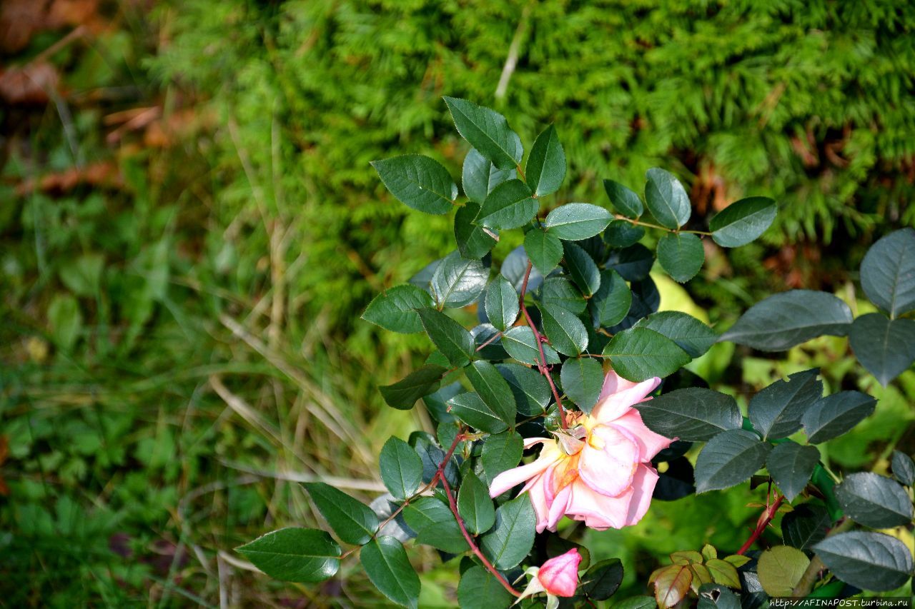 Осень. Зарянка. Родственные души Москва и Московская область, Россия Осень. Зарянка. Родственные души Москва и Московская область, Россия