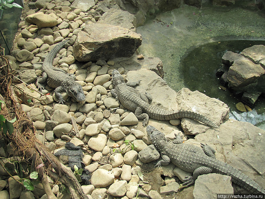 Рыбы и рептилии в зоопарке Шанхая. Шанхай, Китай