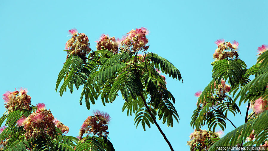 Летние краски цветущей Кассандры Полуостров Халкидики, Греция