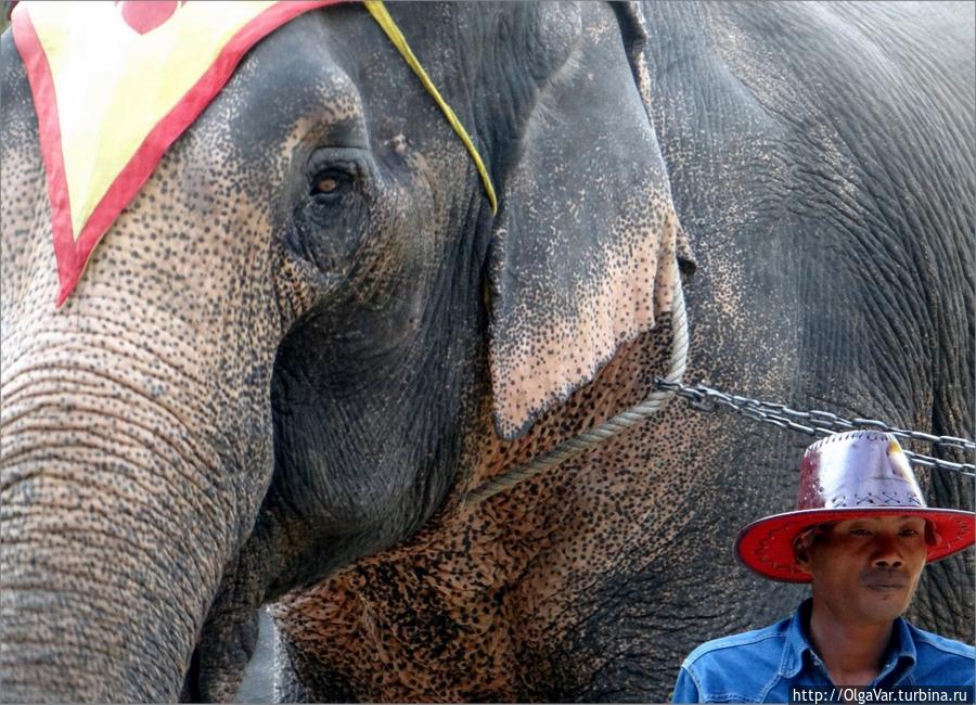 Укротитель слонов Центральный и Восточный Таиланд, Таиланд