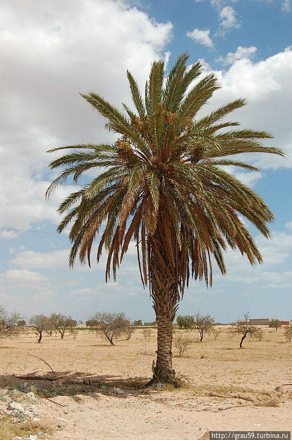 Придорожное кафе в пустыне Матмата, Тунис Придорожное кафе в пустыне Матмата, Тунис