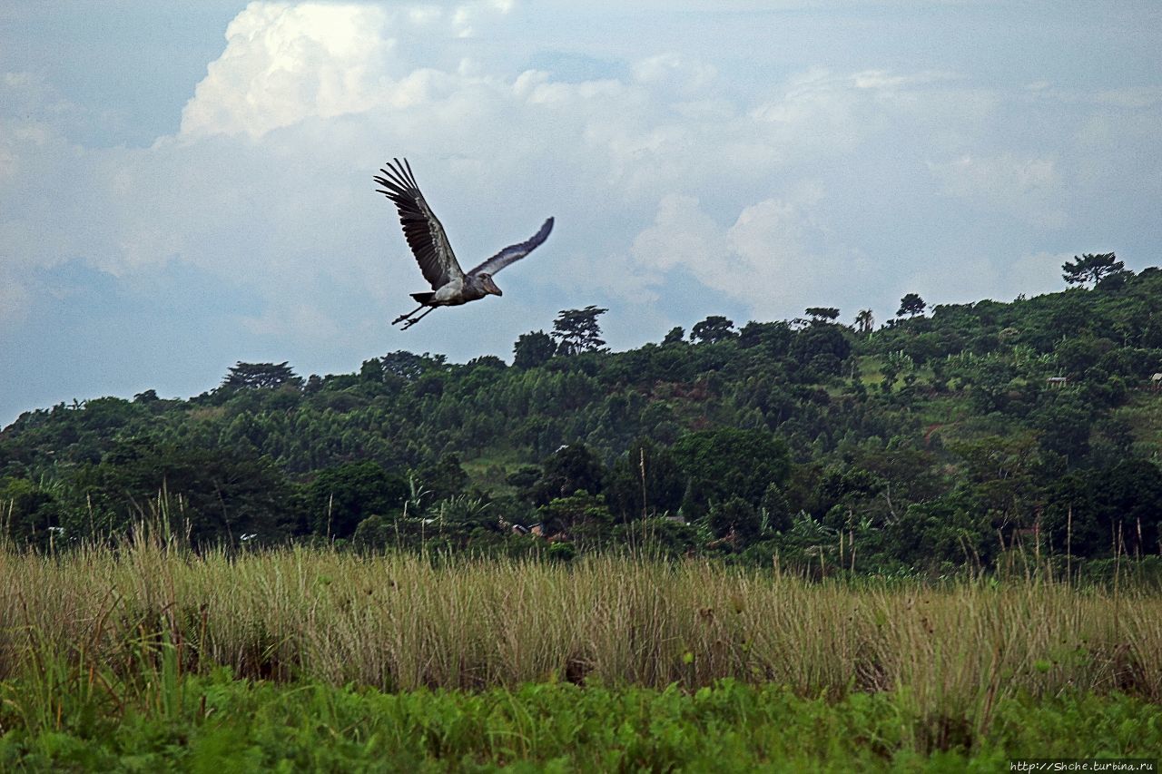 Редкая удача — птица-китоглав в живой природе Мабамба-Свомп, Уганда
