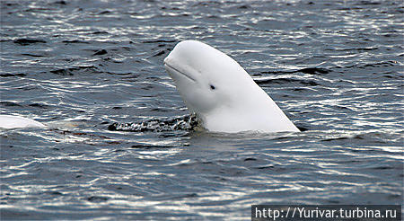 Беломорский кит — белуха Соловецкие острова, Россия