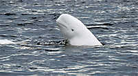 Беломорский кит — белуха