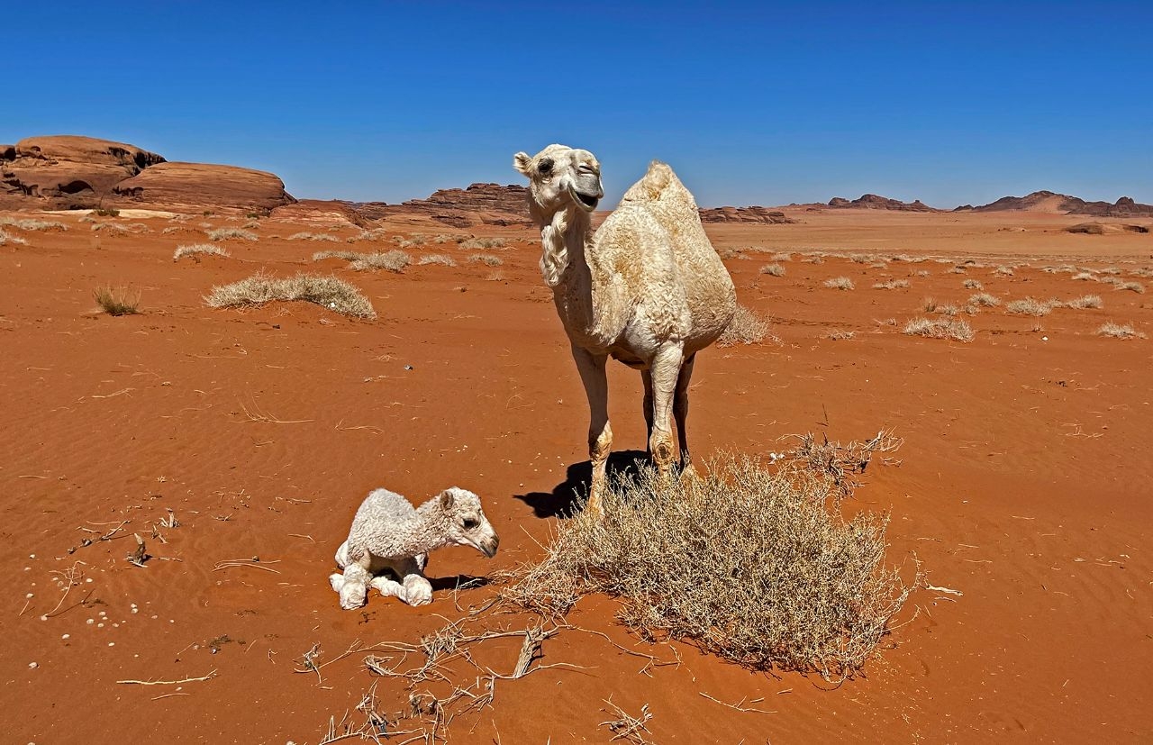 Desert, me and white camels (Tabuk, SA) Провинция Табук, Саудовская Аравия