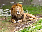 Лев наблюдает за своим прайдом и окружением