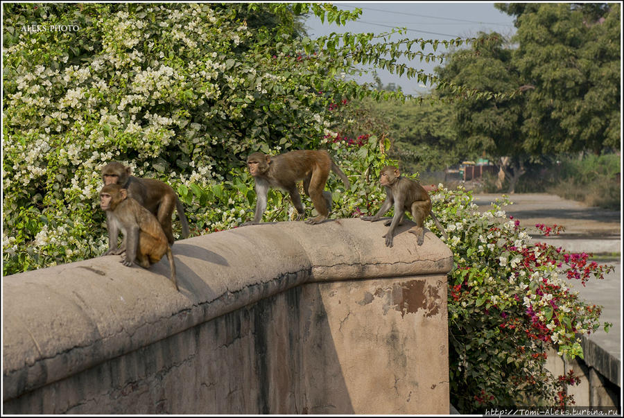 Вокруг форта везде обезьяны... Агра, Индия