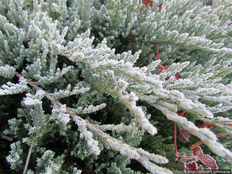 С первым заморозком нас! Харьковская область, Украина С первым заморозком нас! Харьковская область, Украина