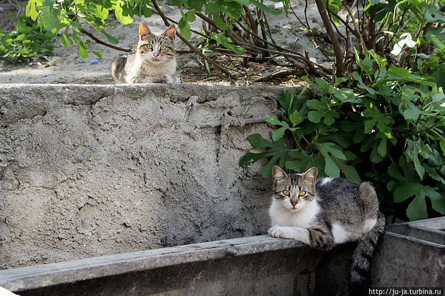 Сейчас вместо львов стену охраняют коты) Стамбул, Турция