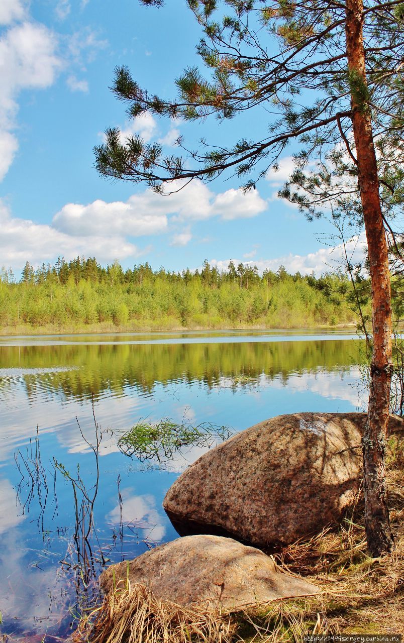 Малый Лужский каньон или История обычного лесного ручья Луга, Россия