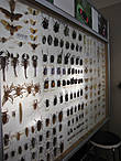 Коллекция насекомых.