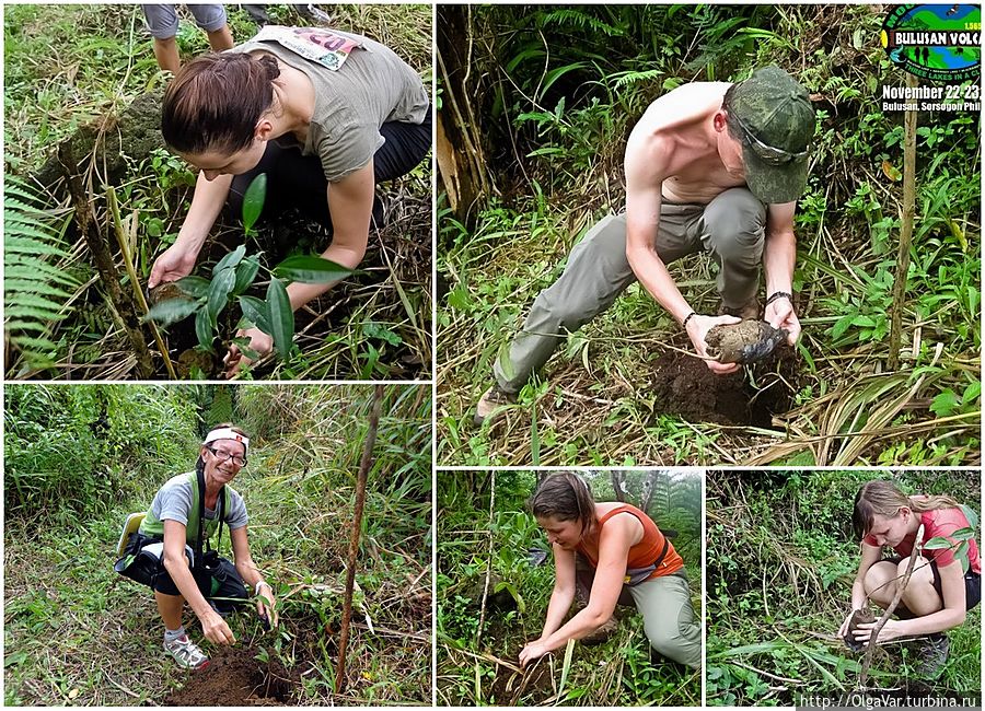 Теперь и наши деревца будут расти на Филиппинах Теперь и наши деревца будут расти на Филиппинах