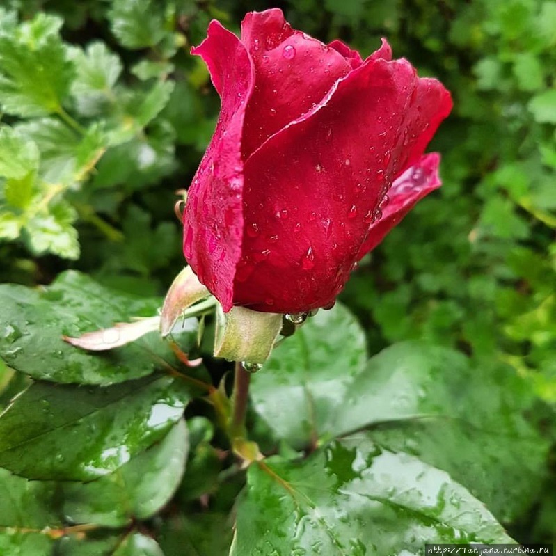 Воздух нон-дуализма Херлен, Нидерланды Воздух нон-дуализма Херлен, Нидерланды