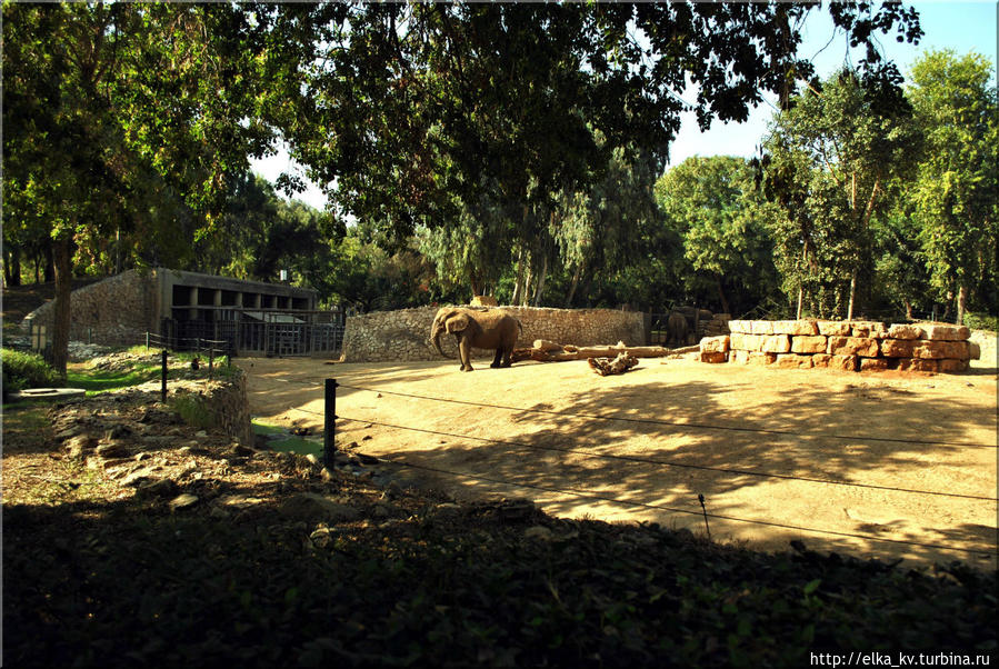 Вольер африканских слоних, слон живет в отдельном вольере. Он виден в глубине. Рамат-Ган, Израиль