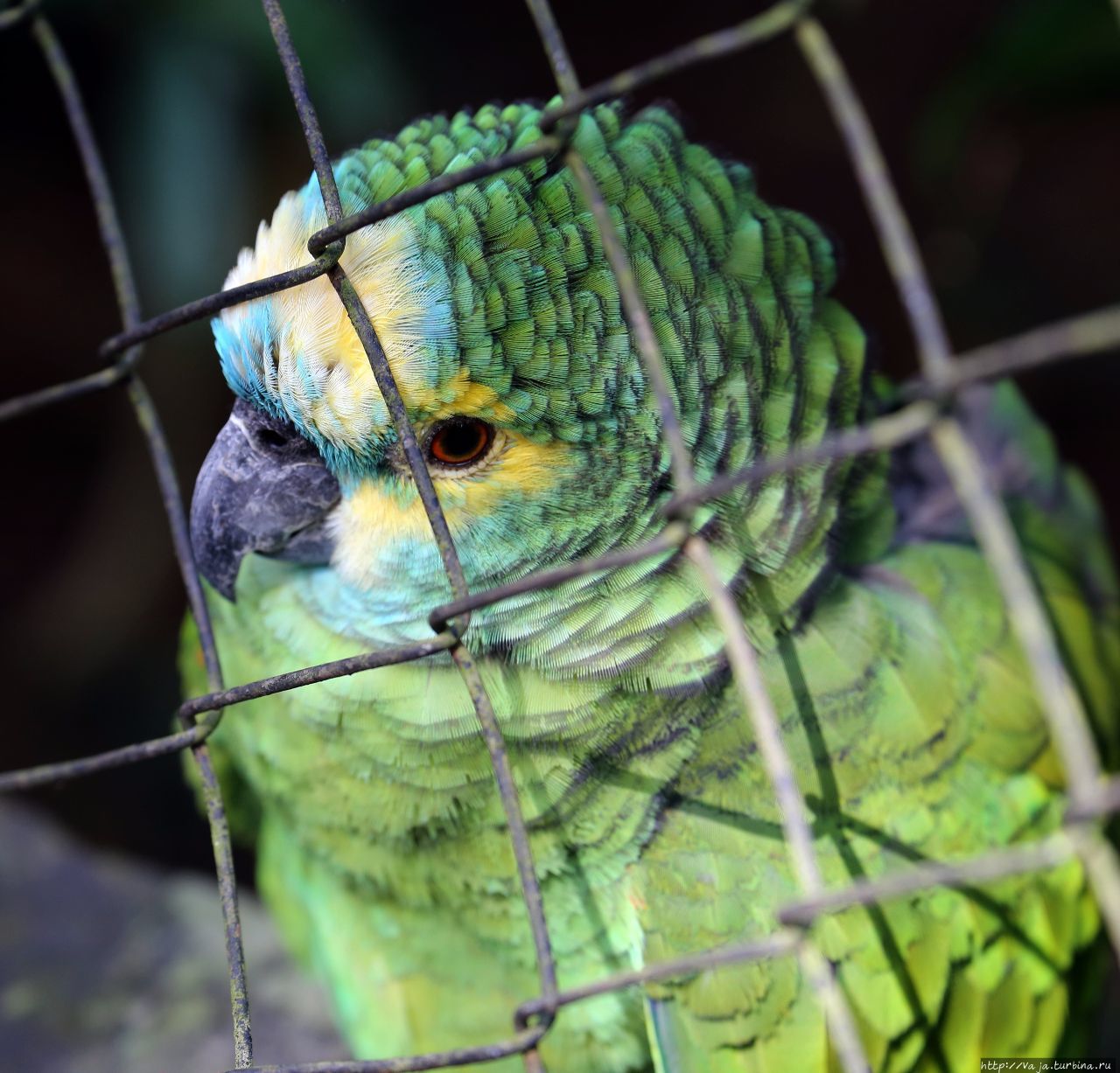 Птицы в зоопарке Пуэрто-Игуасу Пуэрто-Игуасу, Аргентина