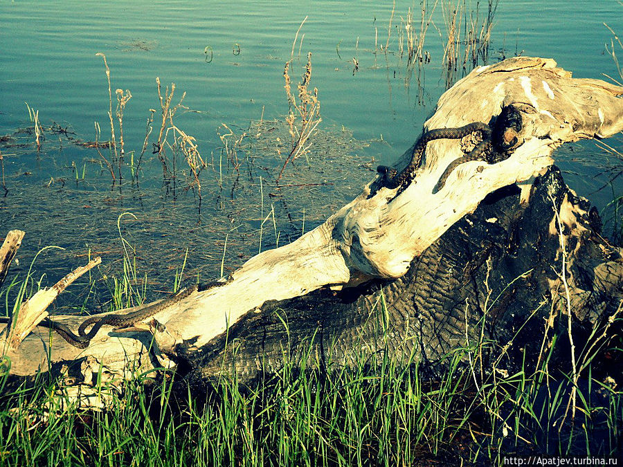 Опасный пень Опасный пень