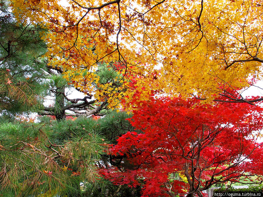 В одном из многочисленных двориков храмового комплекса Тайзоин, Киото Япония