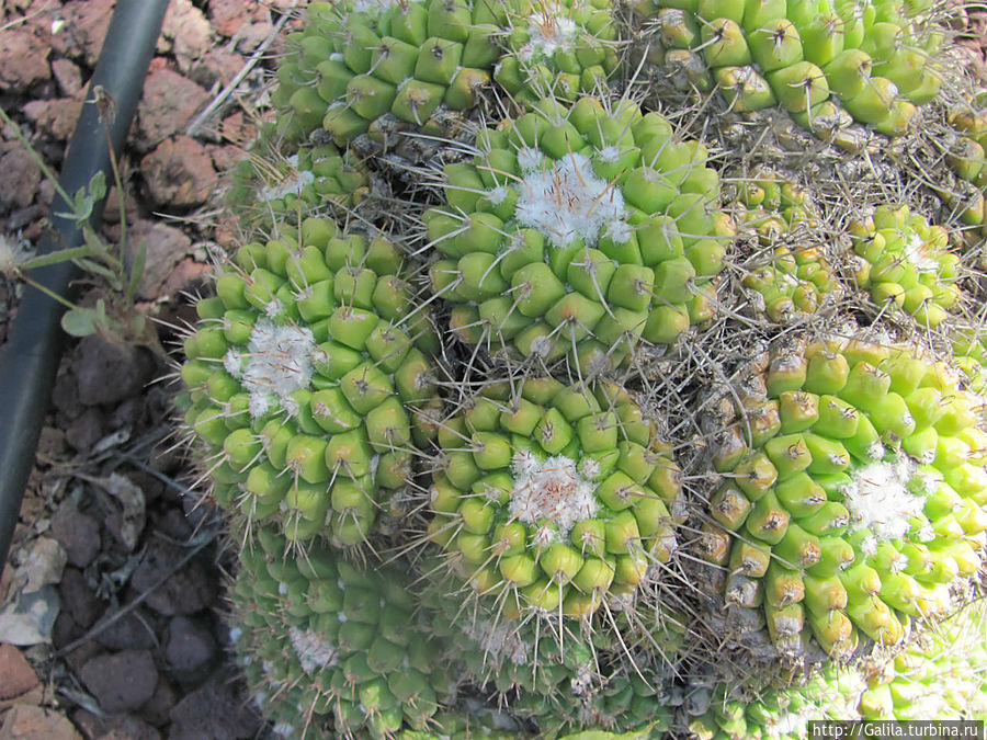 В царстве кактусов Тель-Авив, Израиль В царстве кактусов Тель-Авив, Израиль