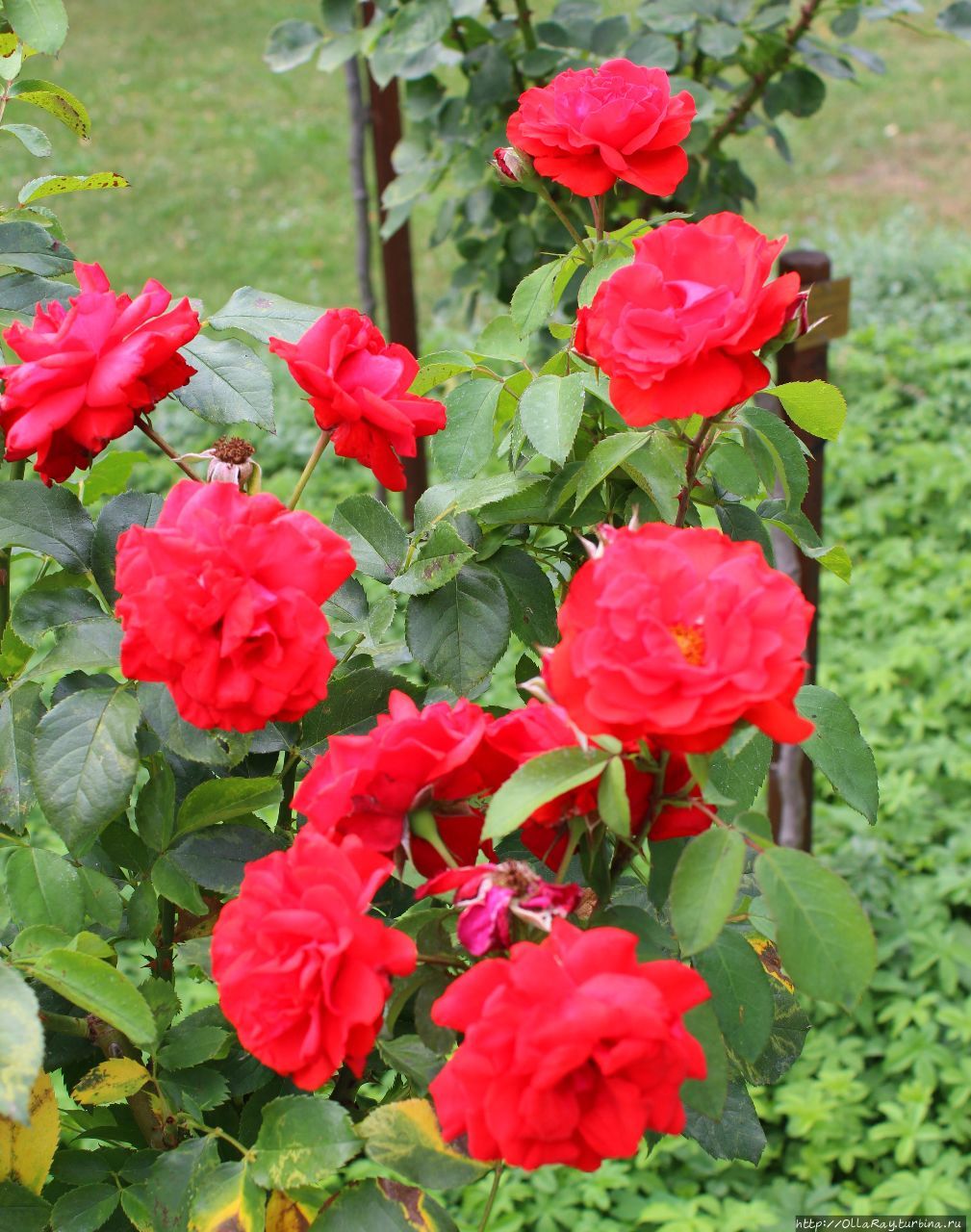 Floribundarose Satchmo Mc