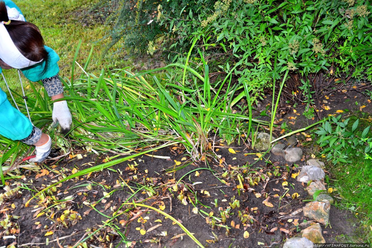 Осень. Зарянка. Родственные души Москва и Московская область, Россия Осень. Зарянка. Родственные души Москва и Московская область, Россия