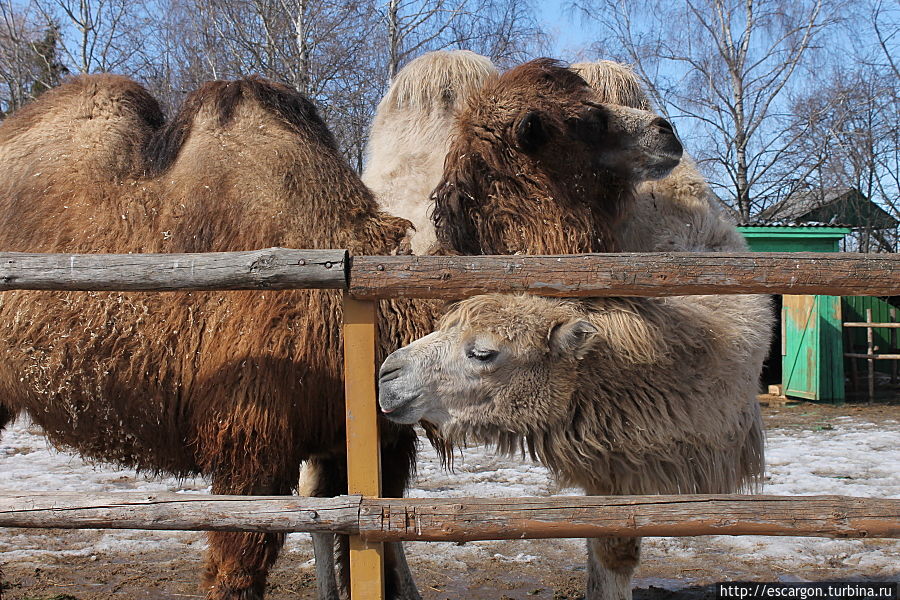 Двугорбый верблюд(Camelus bactrianusdom)

В прошлом дикий верблюд, по всей видимости, встречался на обширной территории значительной части Центральной Азии. Сейчас ареал дикого верблюда невелик и разорван — это 4 изолированных участка на территории Монголии и Китая. Двугорбые верблюды были одомашнены еще задолго до нашей эры и успешно используются человеком в первую очередь как вьючные и упряжные животные и по сей день. Минск, Беларусь